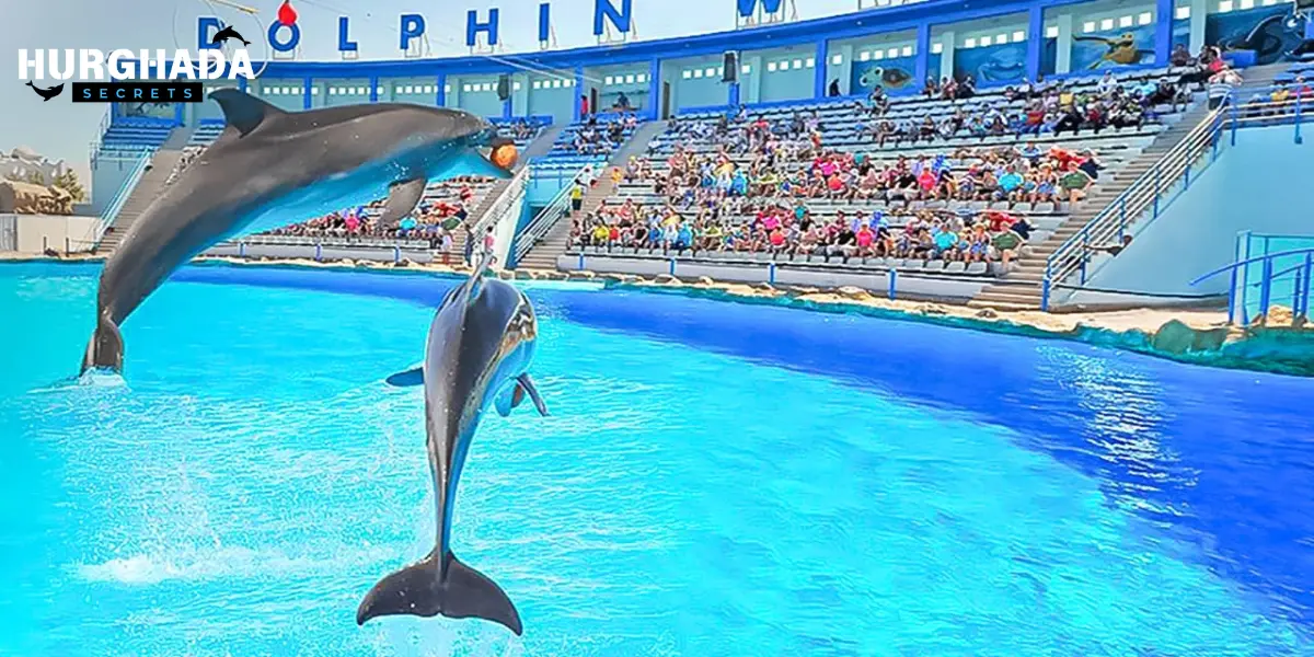 A dolphins jumping out of the water in perfect sync under the bright blue sky.
