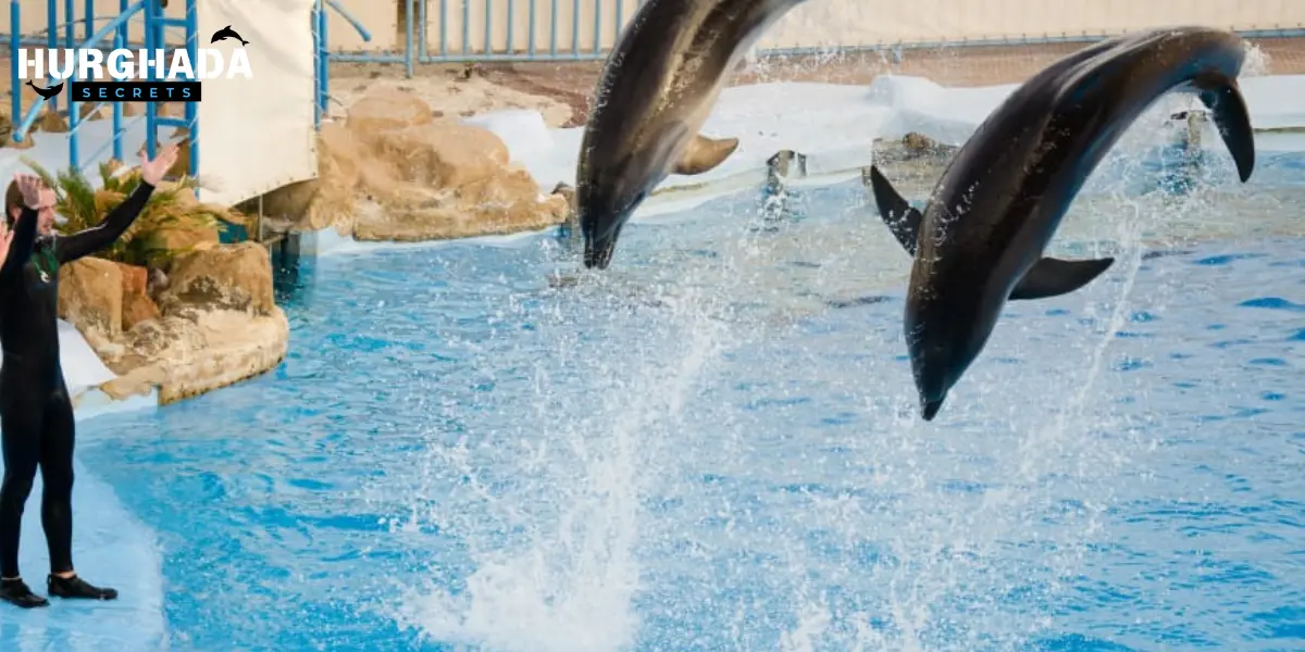 Two dolphins jumping out of the water in perfect sync under the bright blue sky.
