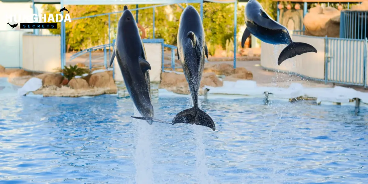 Two dolphins jumping out of the water in perfect sync under the bright blue sky.
