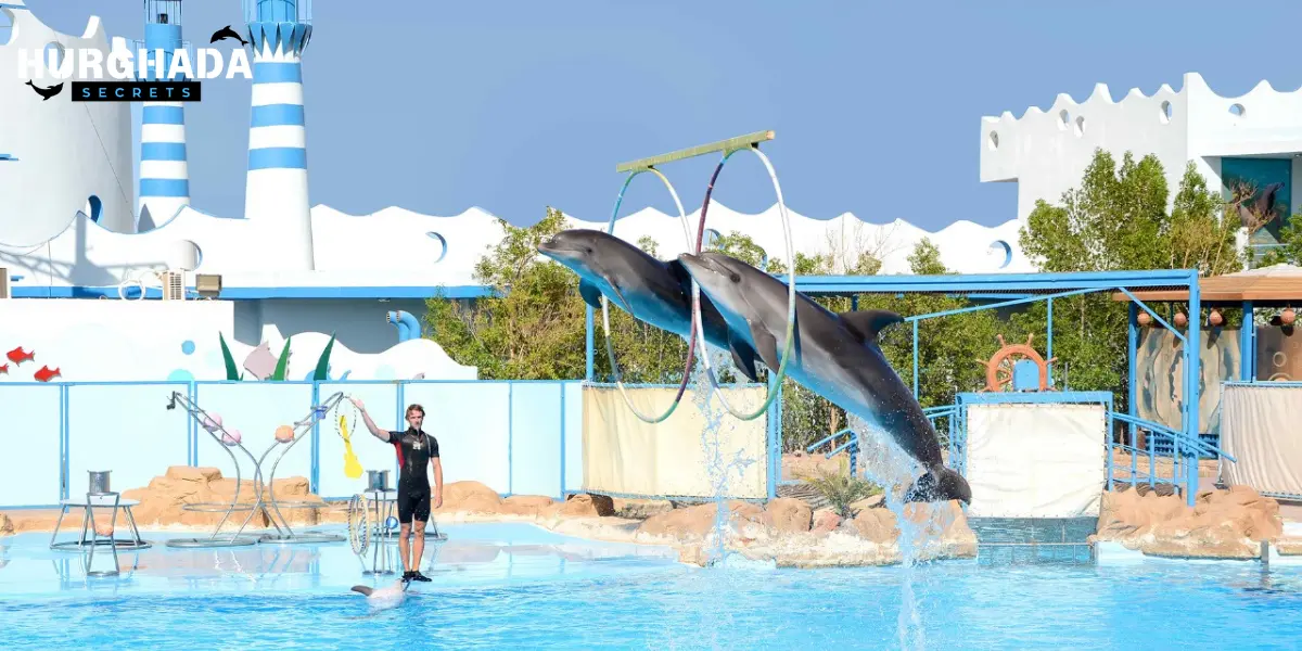 Dolphins performing tricks alongside their trainers during a live show at a marine park.