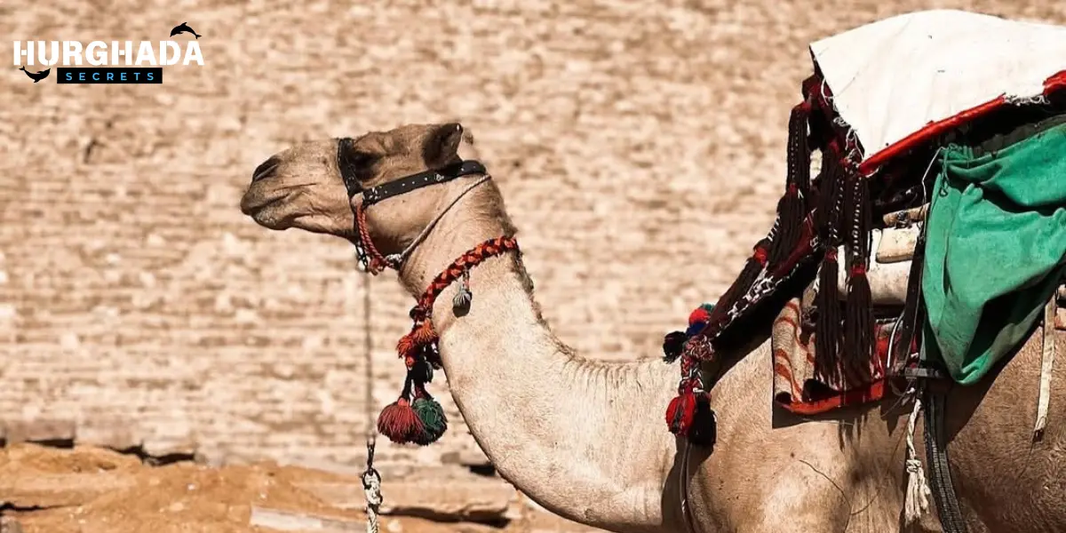 a camel
