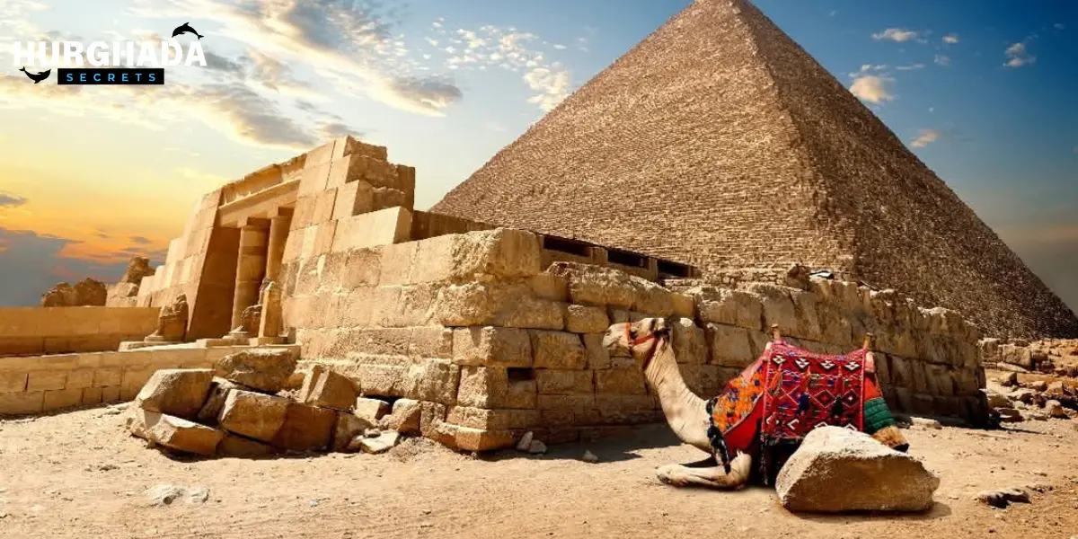 A camel in front of the pyramids