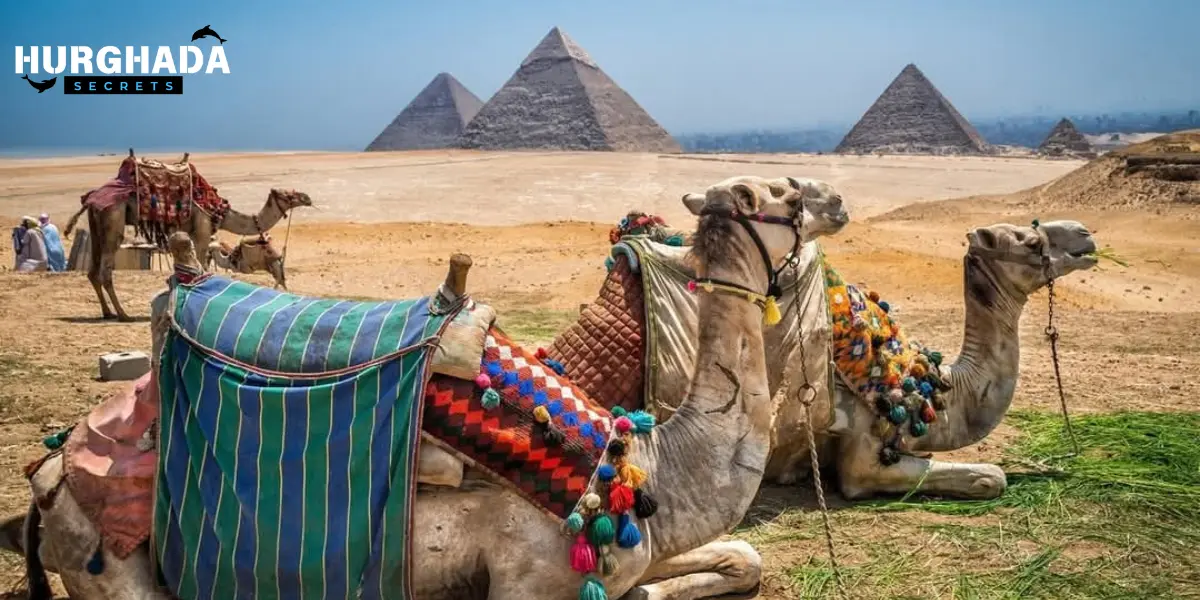 Camels in front of the pyramids