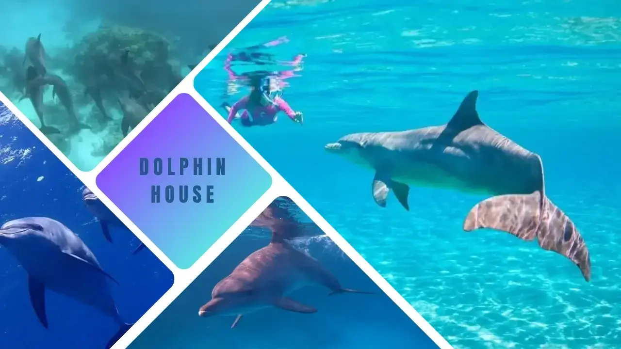 Dolphin House boat trip