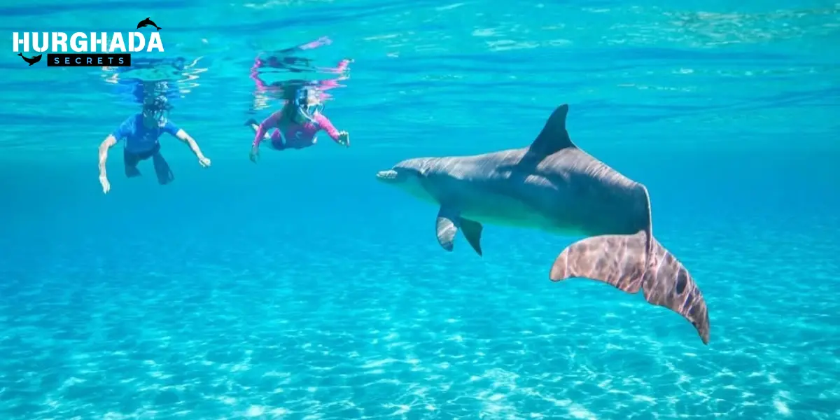 Two people swimming with a dolphin in crystal-clear water
