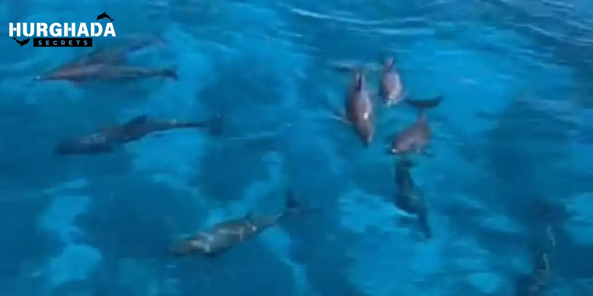 A pod of dolphins swimming playfully near the water surface