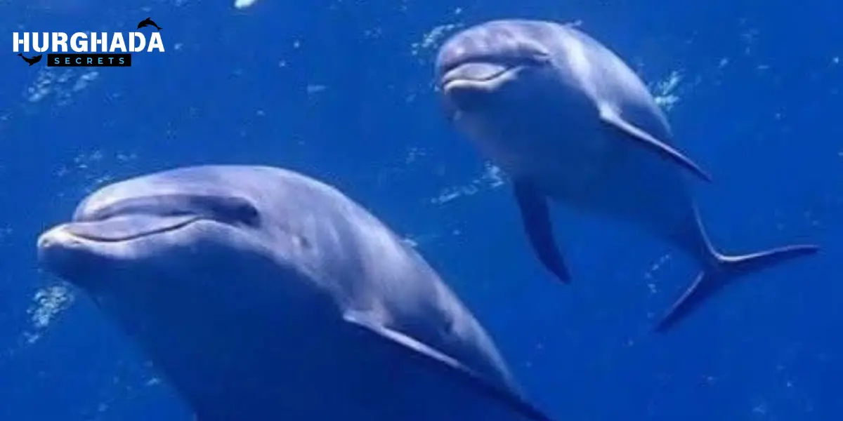 Two dolphins swimming gracefully underwater in their natural habitat