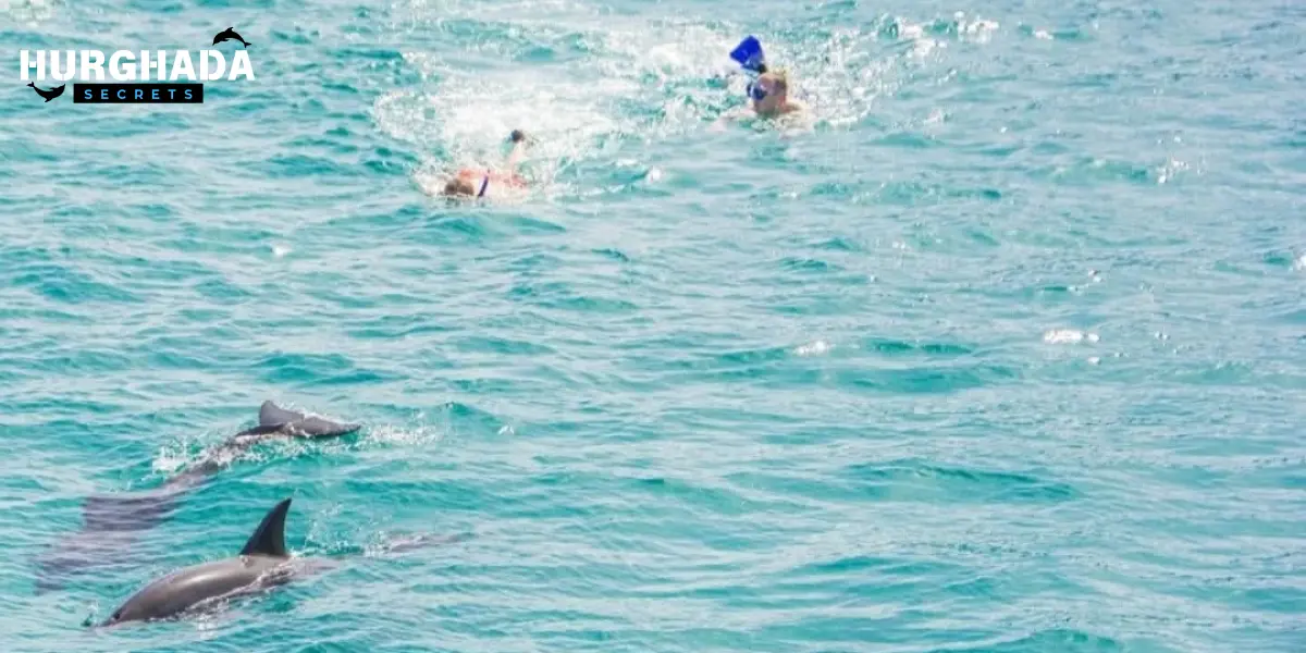 A man swimming alongside a group of dolphins in the open sea