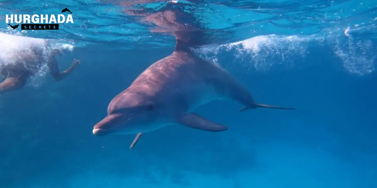 dolphins swimming playfully near the water surface