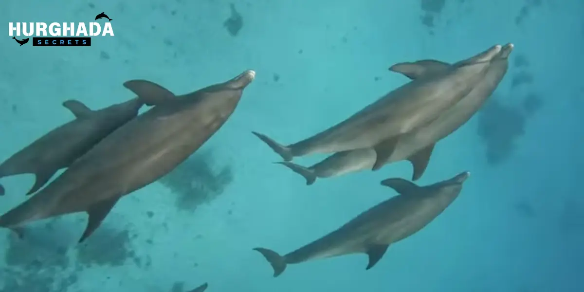Dolphins gracefully swimming together in the ocean