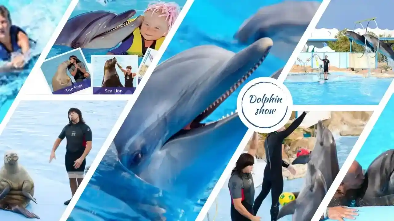 Dolphin Show