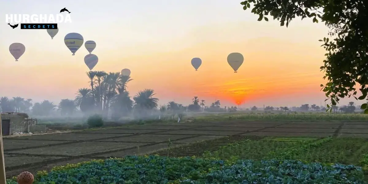 Hot air balloons rising over green farmlands at sunrise in Luxor