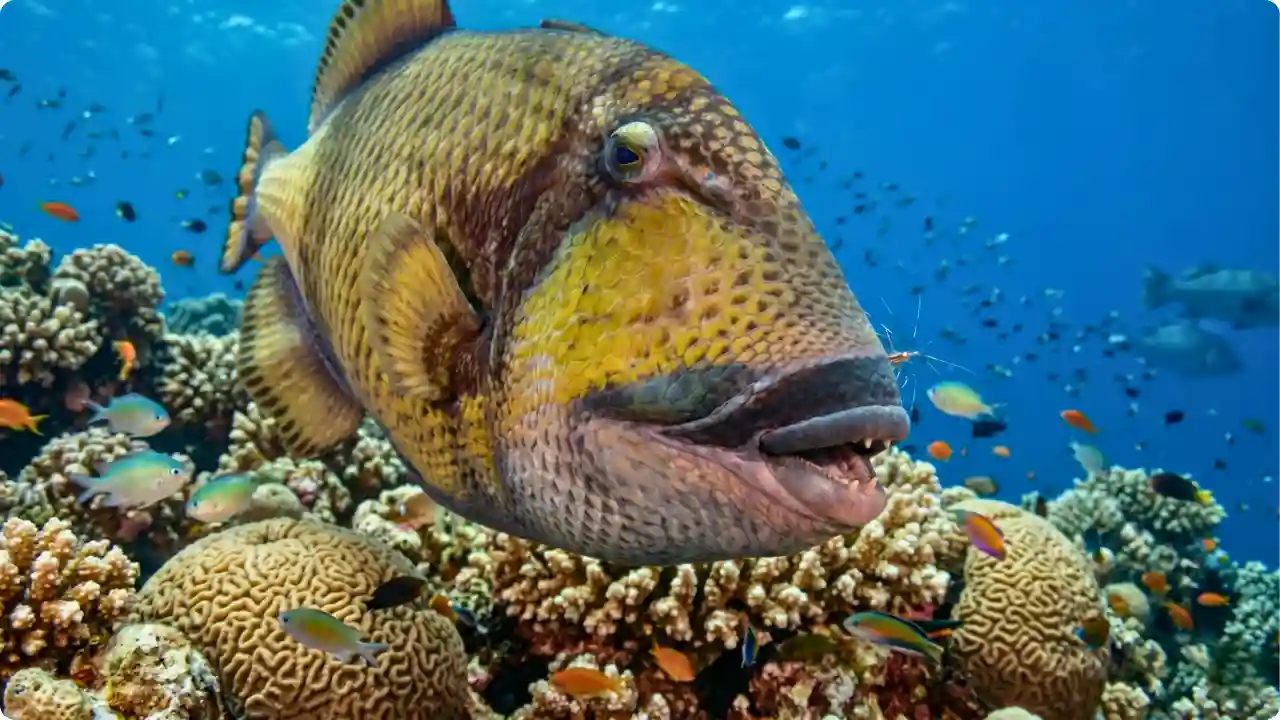 A Titan Triggerfish guarding its sandy crater nest on the seabed, looking directly at the camera with its territorial eyes near colorful coral.